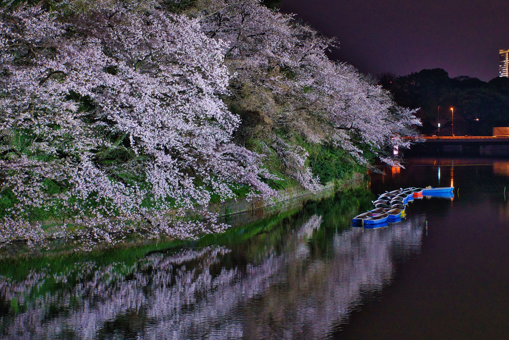 夜桜さんぽ