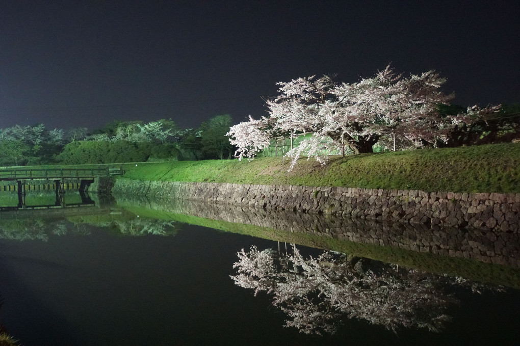 夜桜撮影って難しい...（－－；