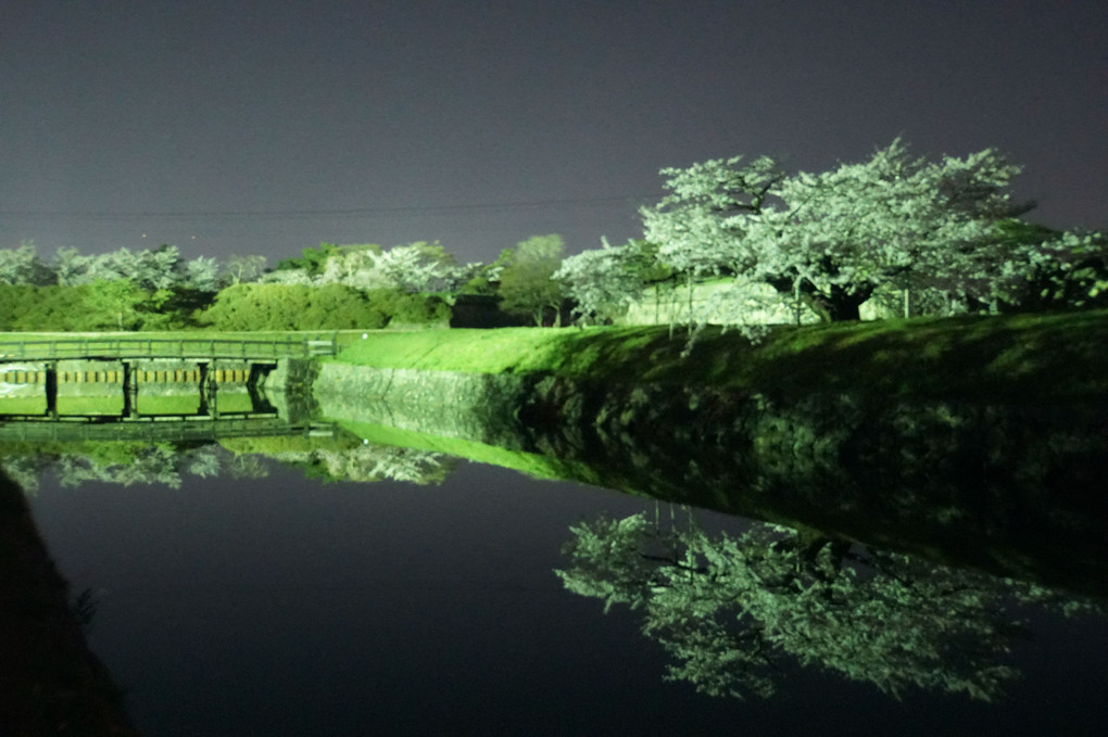 夜桜撮影って難しい...（－－；