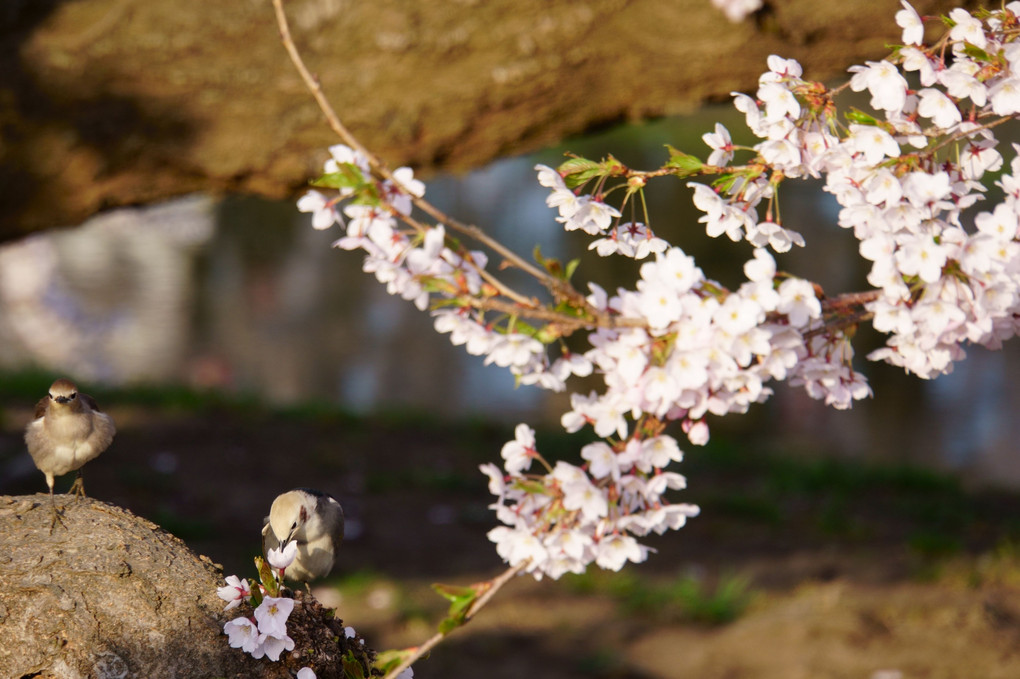 桜の花って美味しいの？