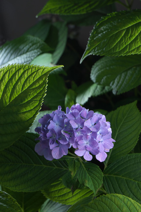 ミッドナイト・紫陽花