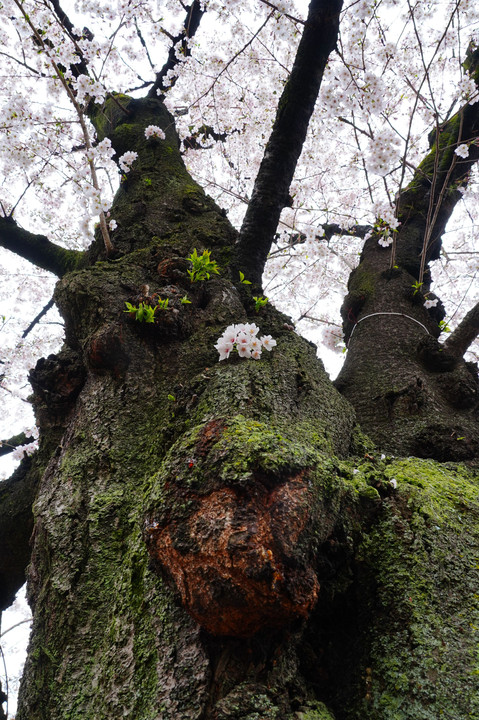 桜の時間