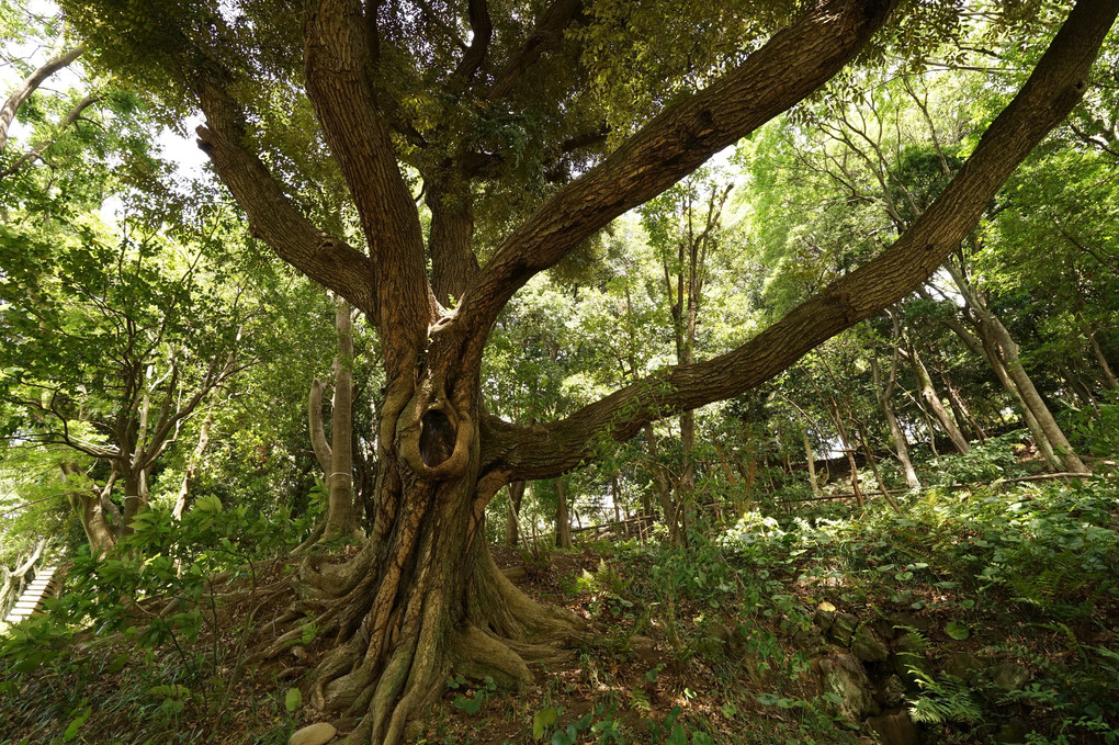 肥後細川庭園　4