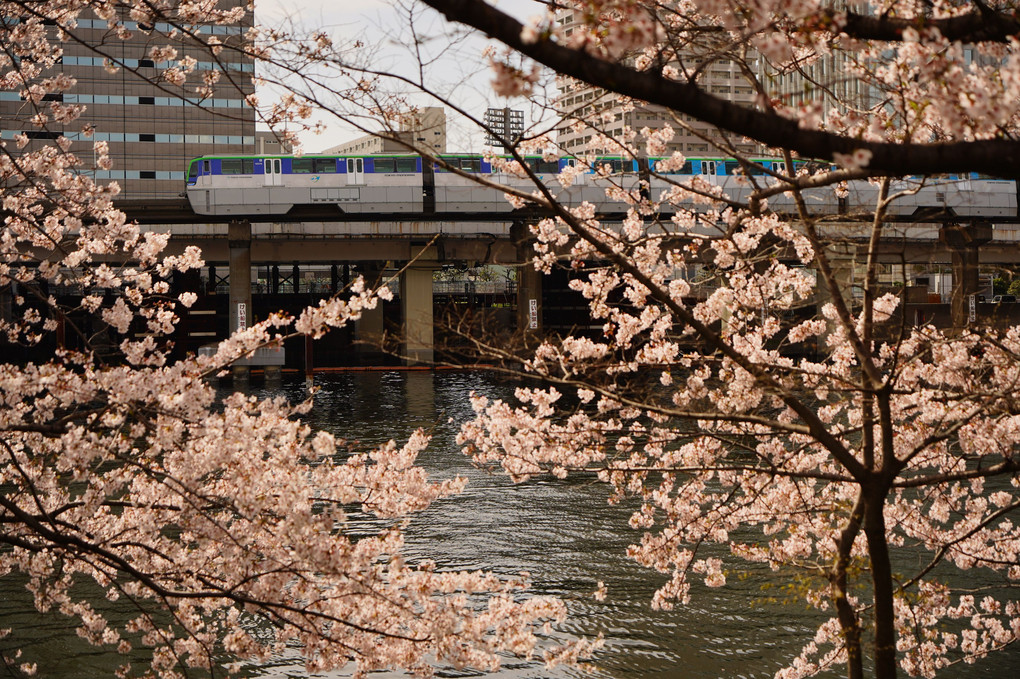 運河の桜