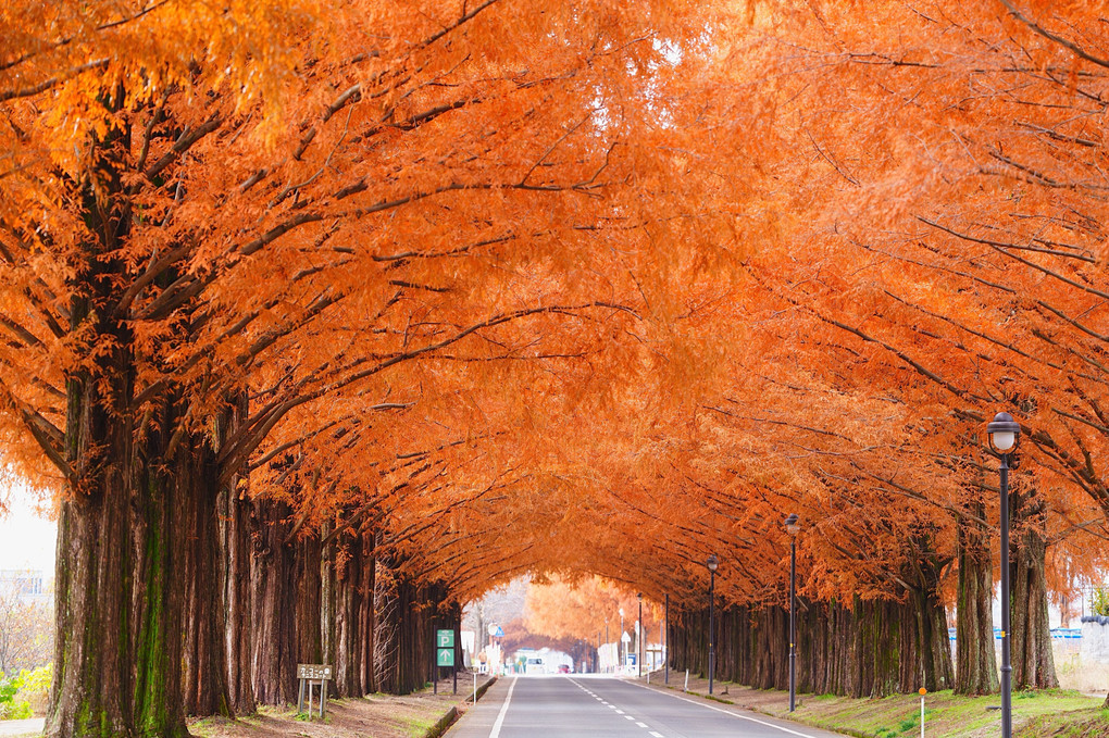 紅葉のメタセコイア並木道