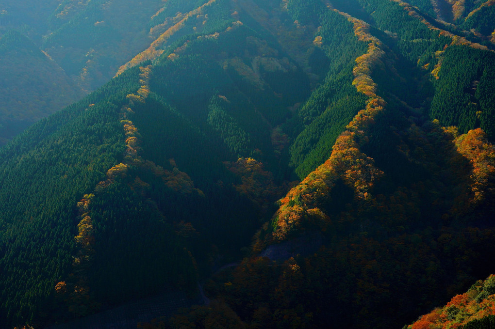 紅葉の昇り龍