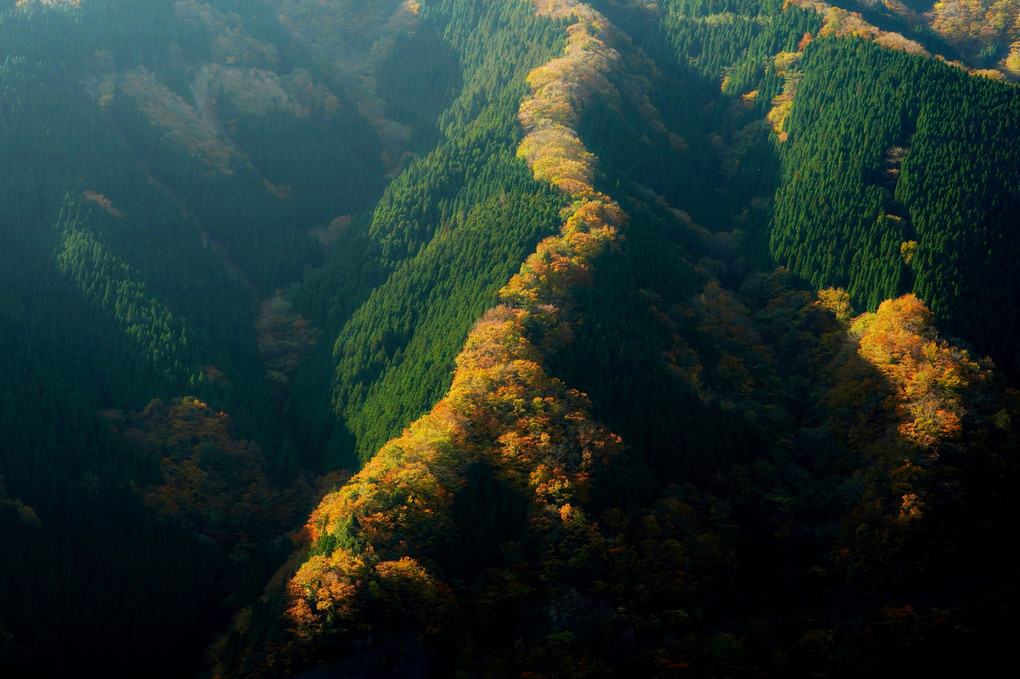 紅葉の昇り龍