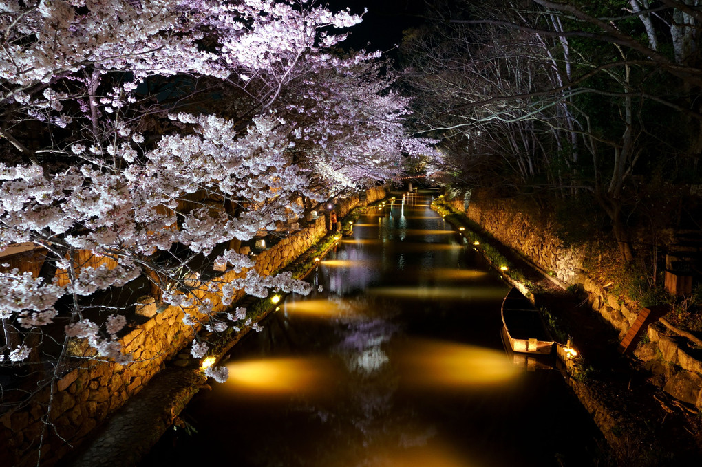 夜桜　八幡堀　