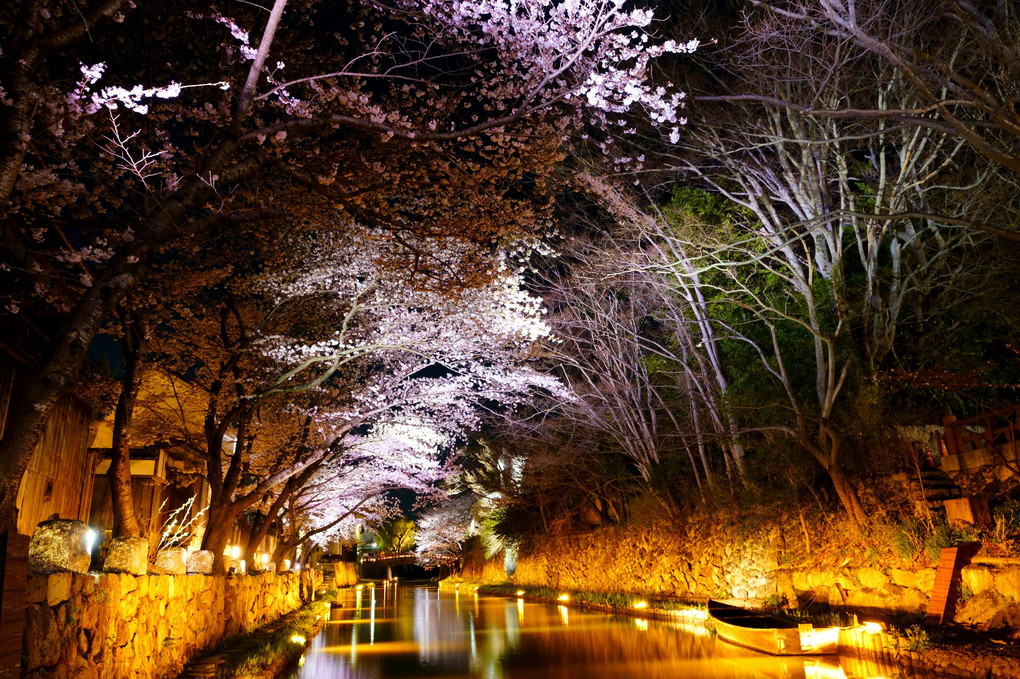 夜桜　八幡堀　