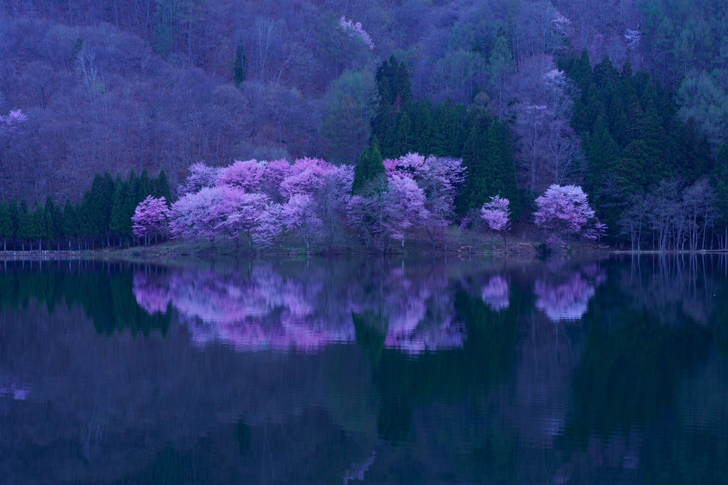 湖畔の山桜