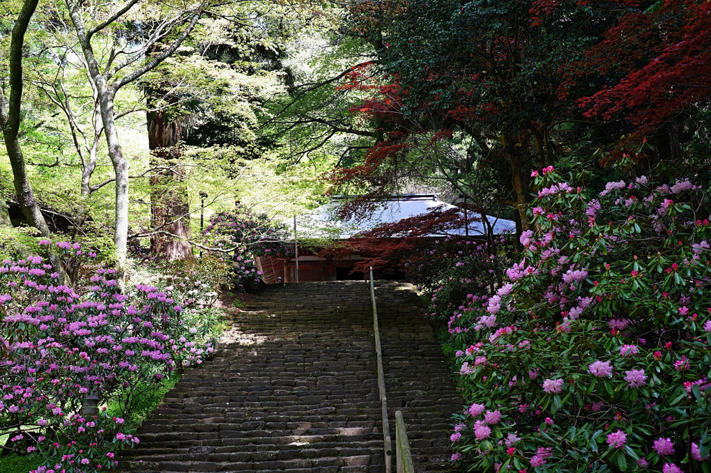 シャクナゲ咲く室生寺