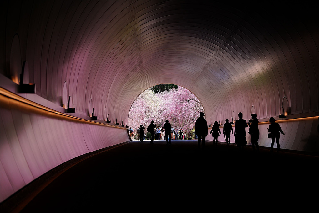 トンネル桜 MIHO MUSEUM