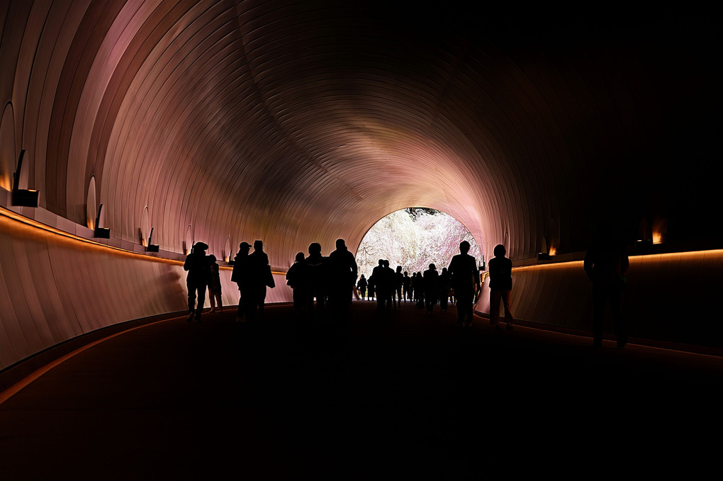 トンネル桜 MIHO MUSEUM