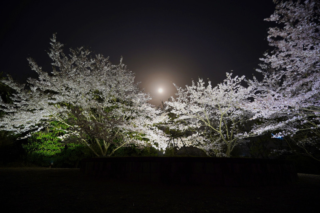 山頂の夜桜
