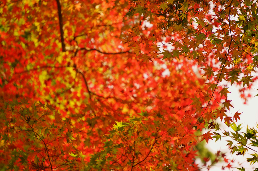 紅葉に萌える。～香嵐渓～