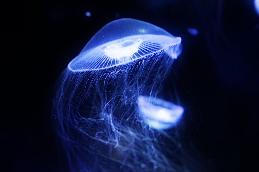 jellyfish