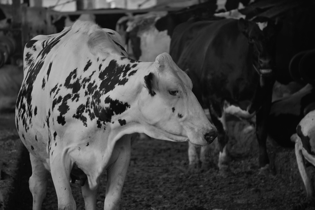 Holstein~白と黒のモノクロ～