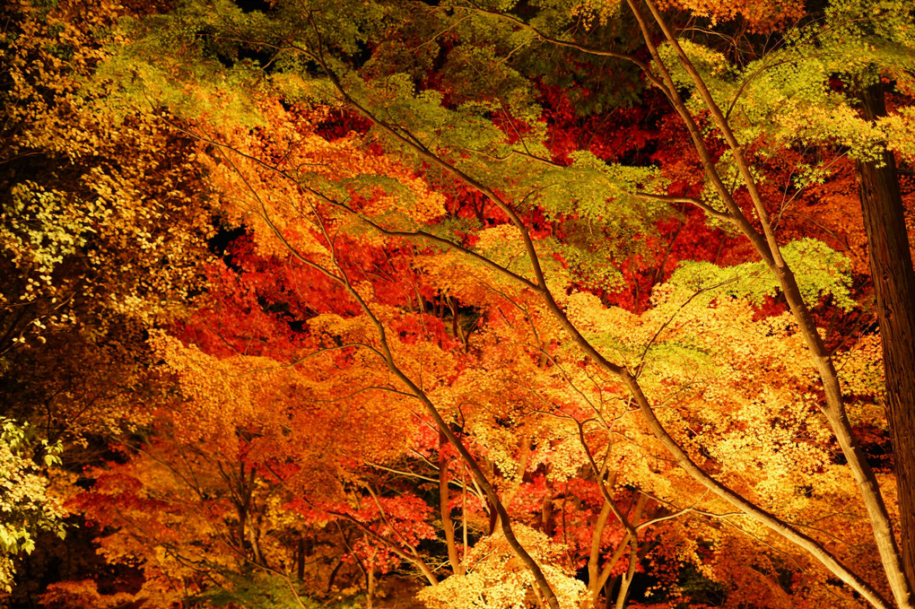 彩葉紅葉～イロハニモミジ～