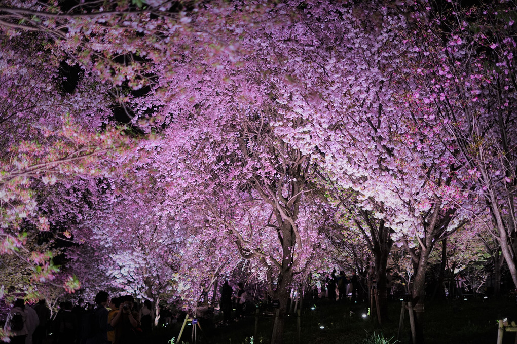 宵の桜