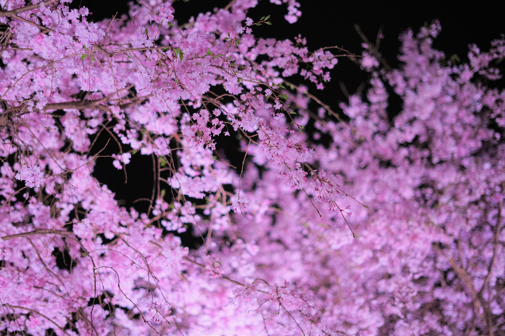 宵の桜