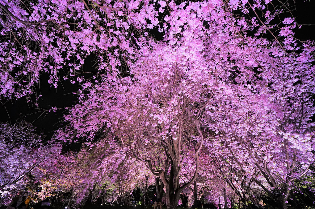 夜桜～広角レンズで