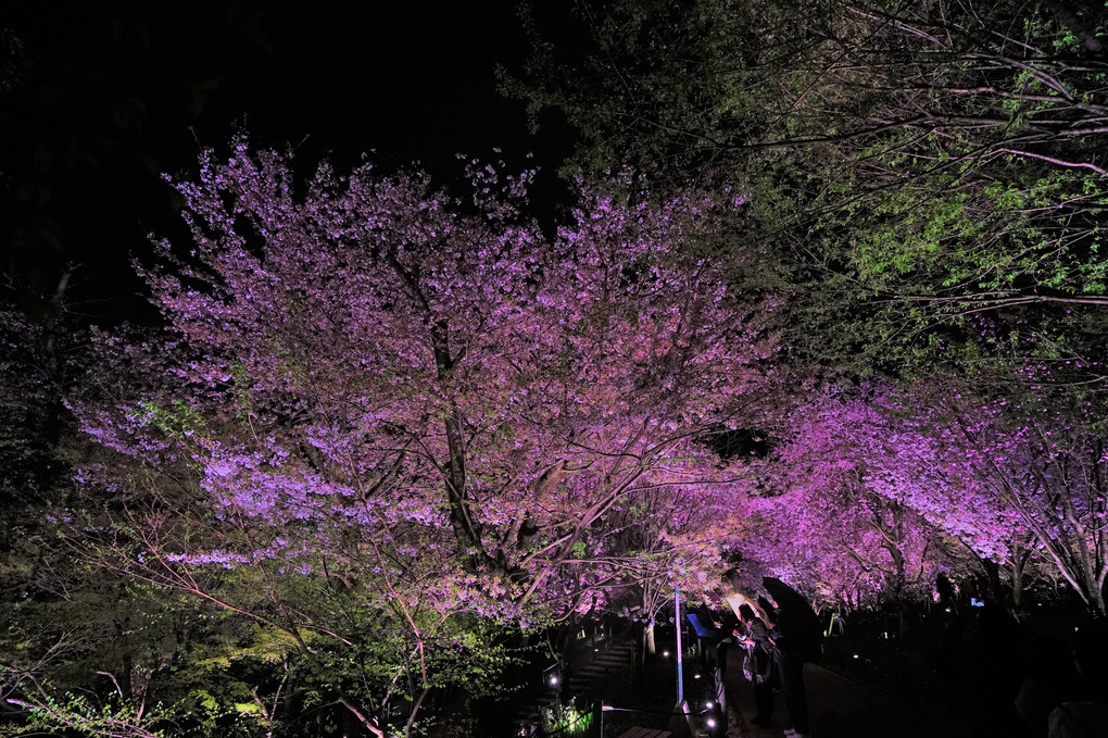 夜桜～広角レンズで