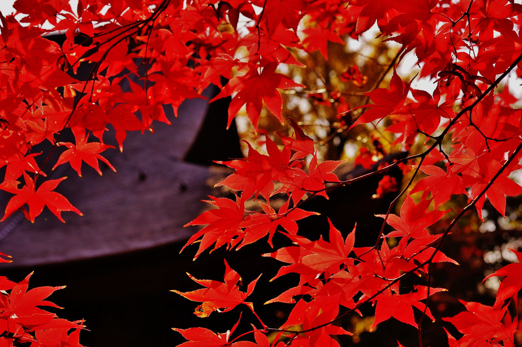 定光寺の紅葉
