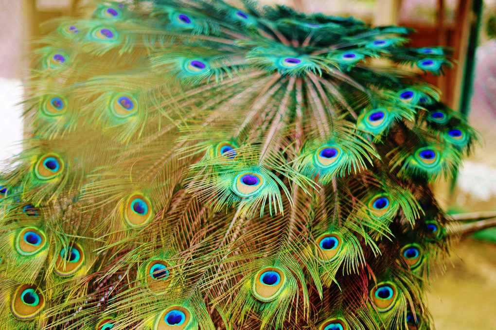 peacock feathers~ クジャク～