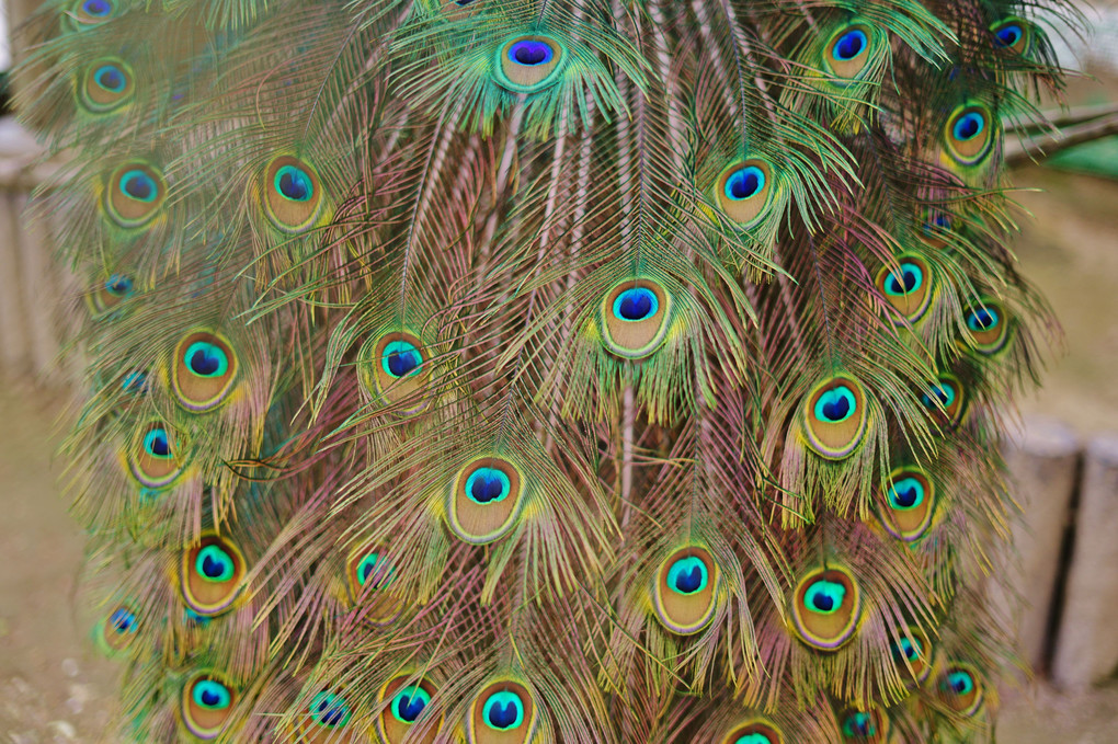 peacock feathers~ クジャク～