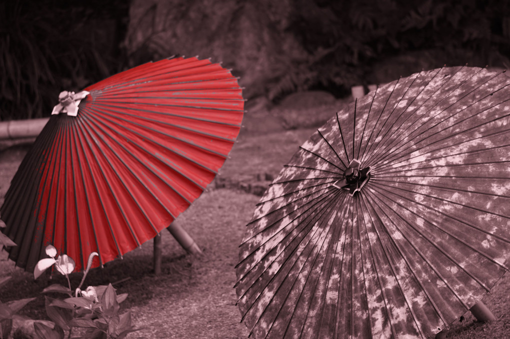 梅雨入りと和傘