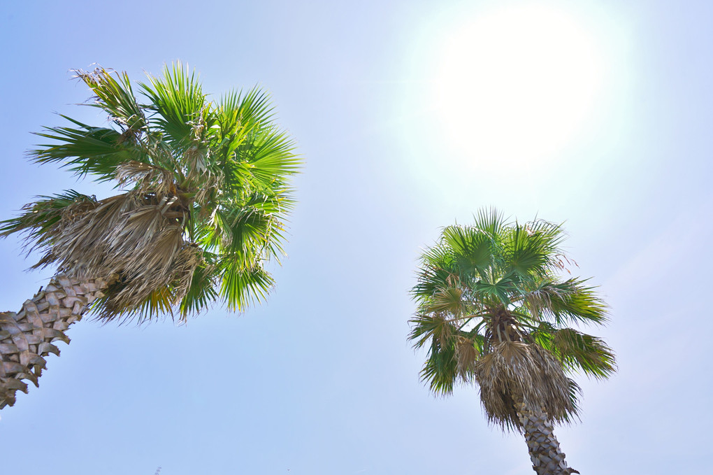 Palm tree and sun