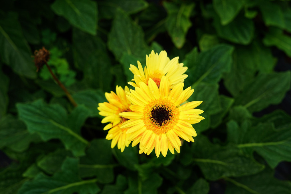 flower⁓ 花を撮る⁓