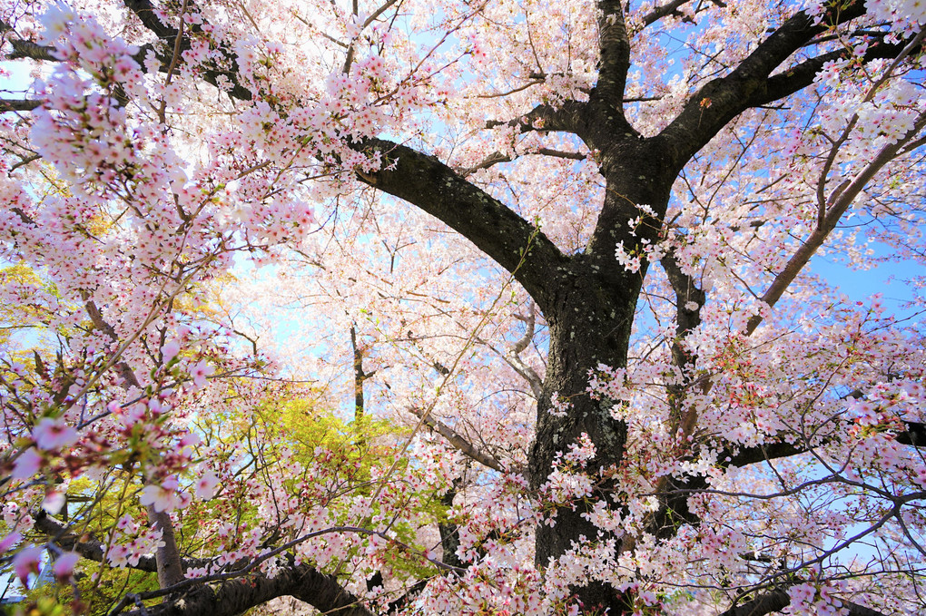桜謳歌　満開