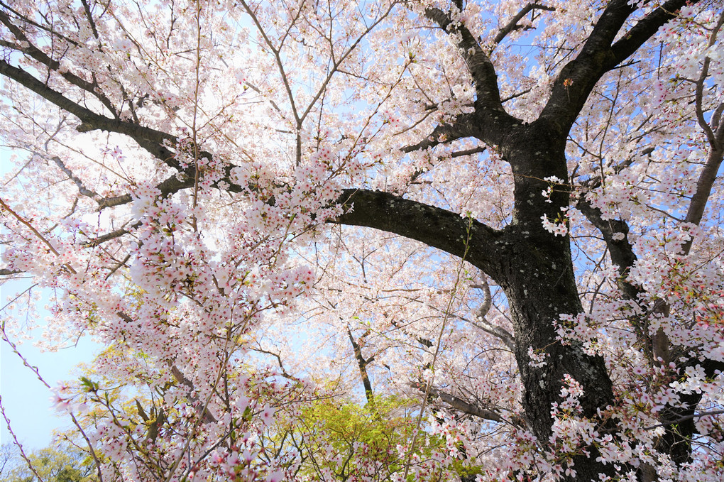 桜謳歌　満開