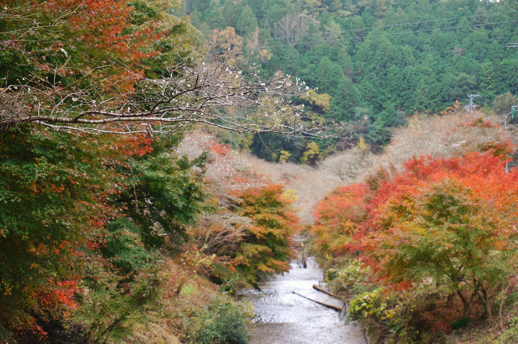 四季桜と紅葉