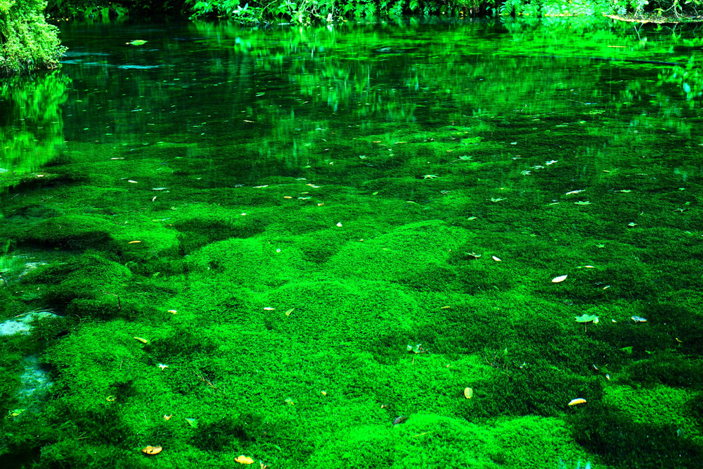 深緑の池