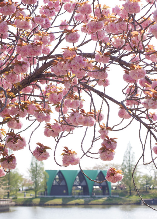 公園の八重桜