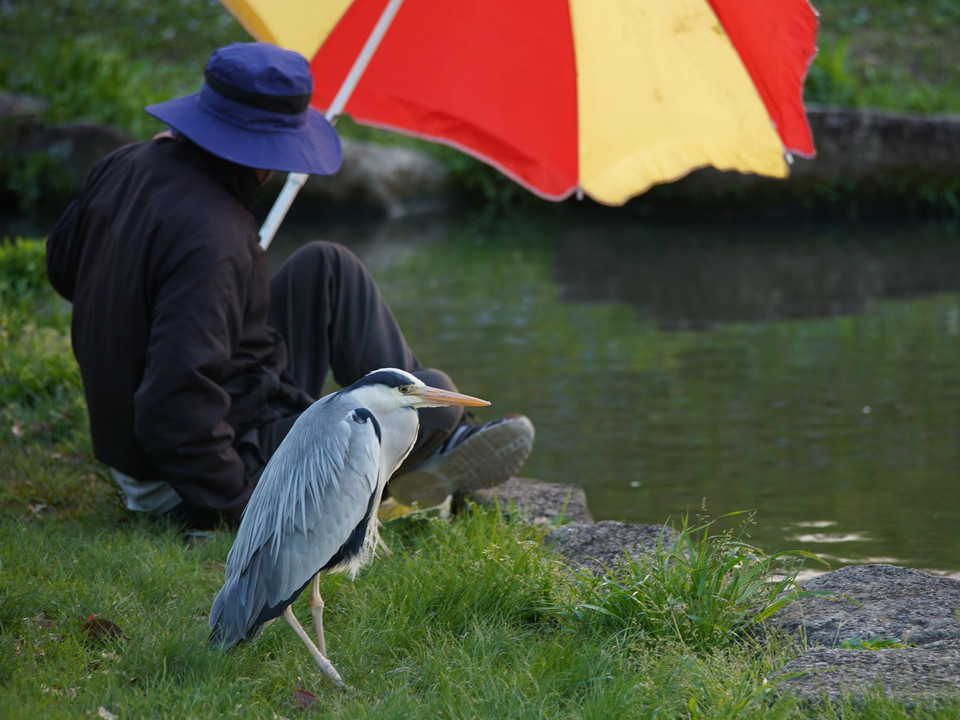 小魚が取り持つ縁