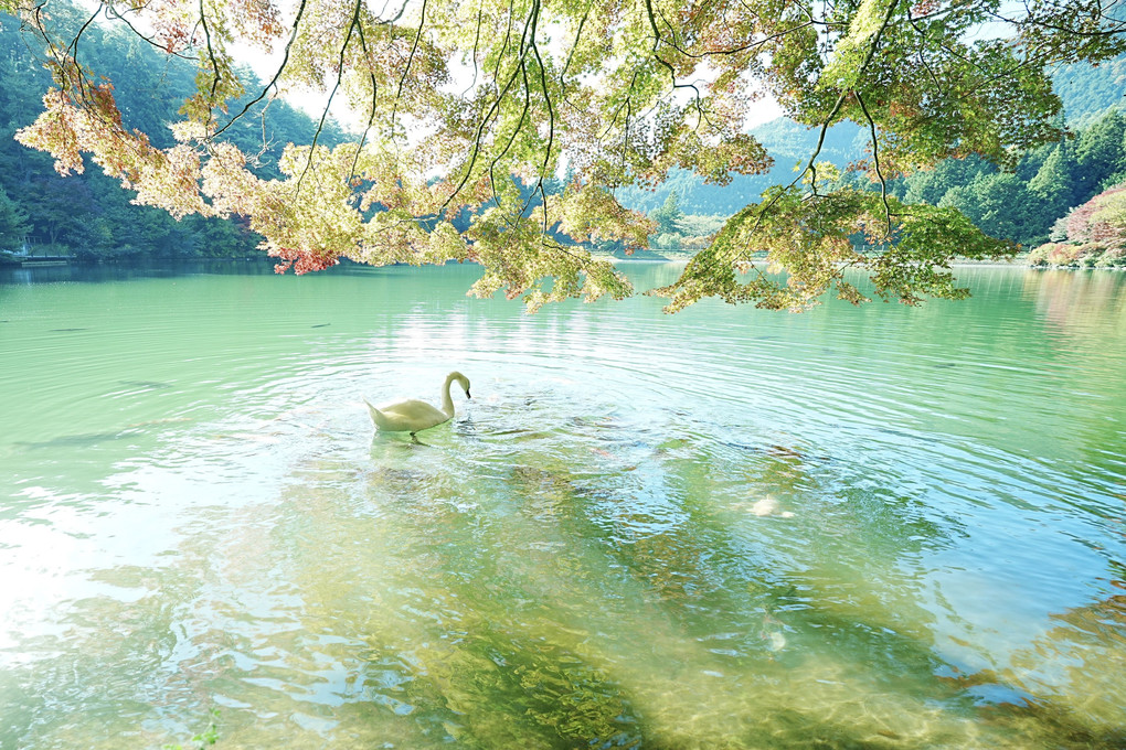 南伊奈ヶ湖　白鳥と紅葉コラボ #カレンダー2024