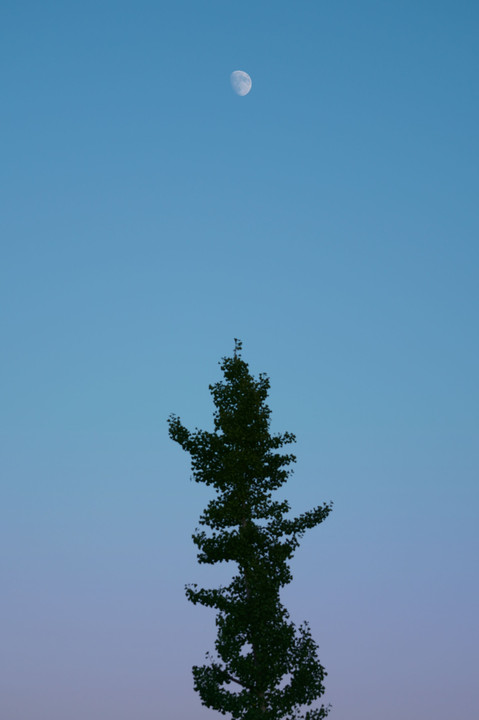 木と月
