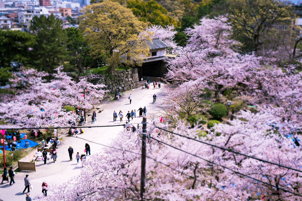 お花見