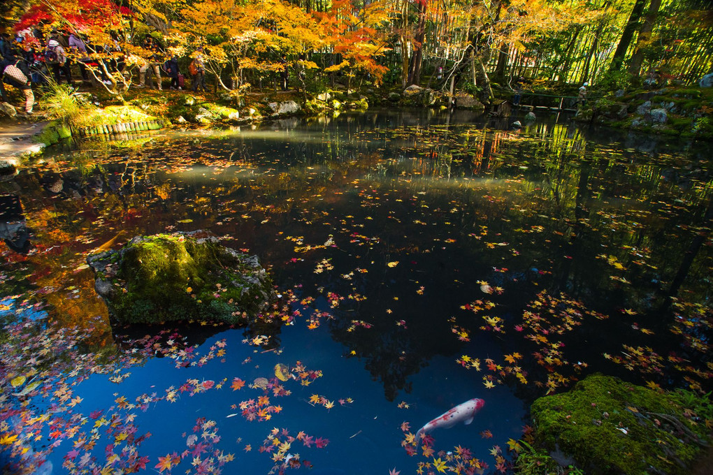 天授庵の紅葉