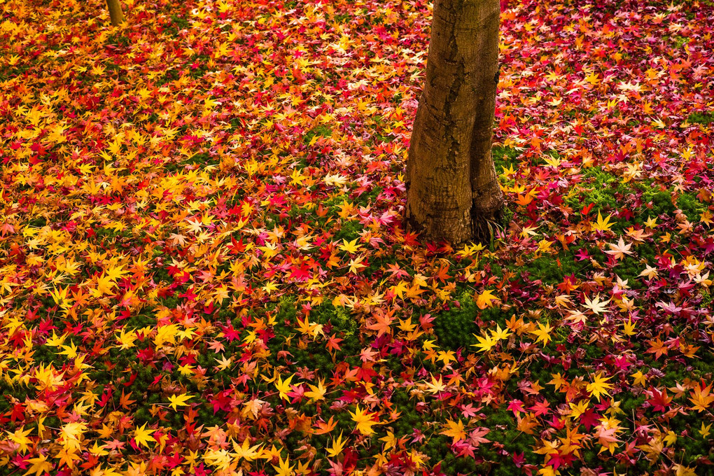 永観堂の紅葉