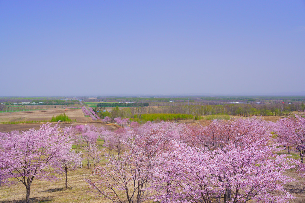 十勝の桜