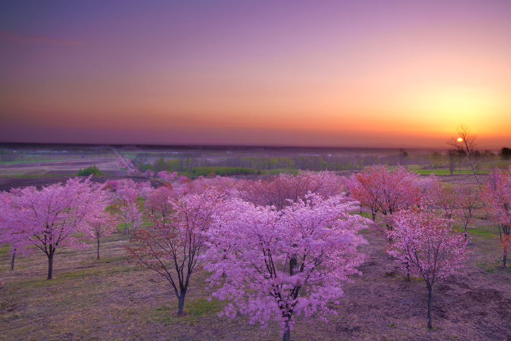 桜六花の日の出