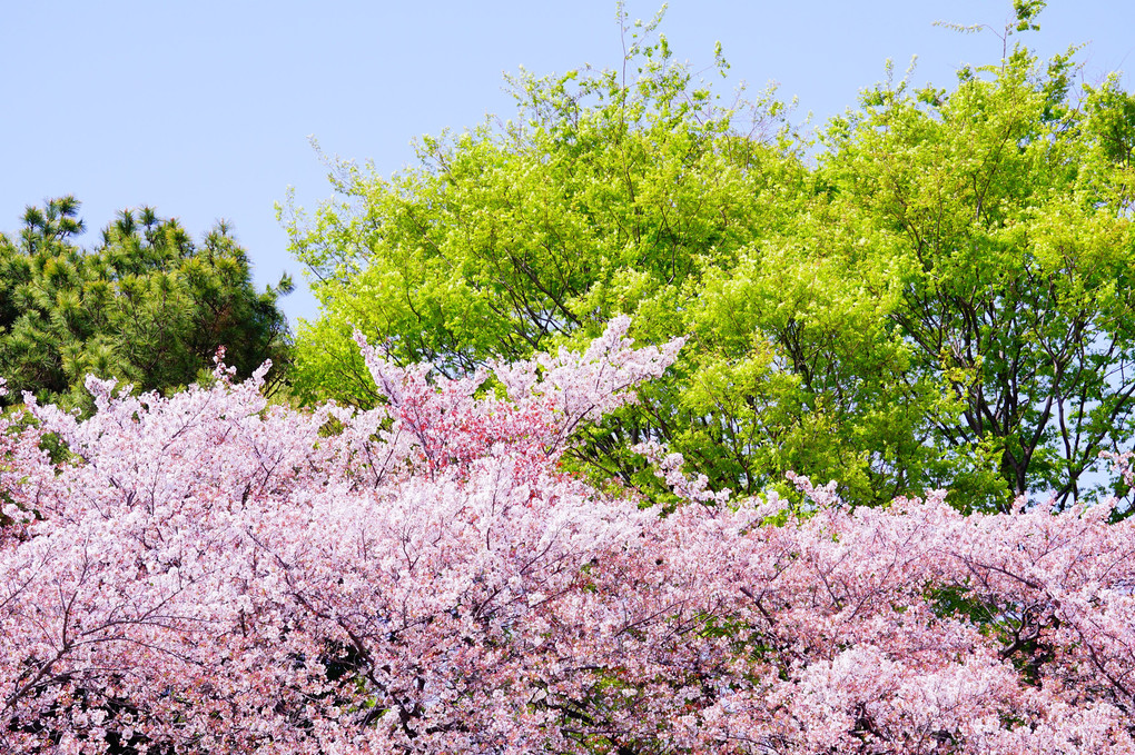 散りゆく桜