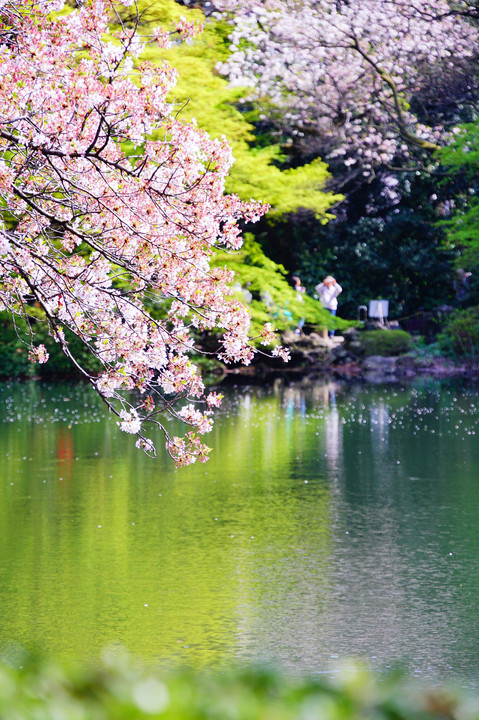 散りゆく桜