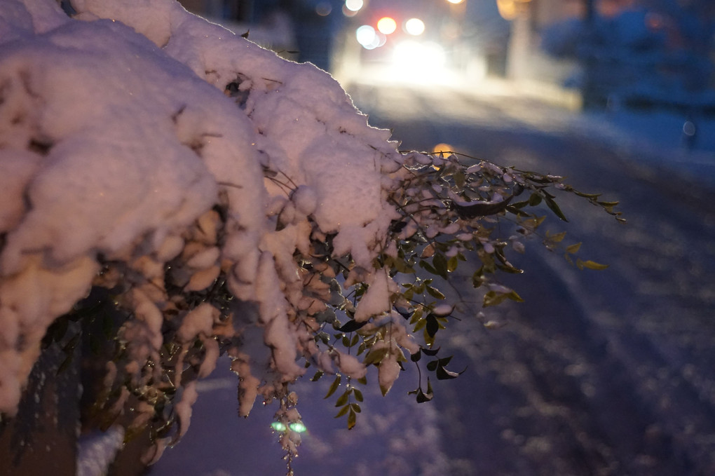 積雪