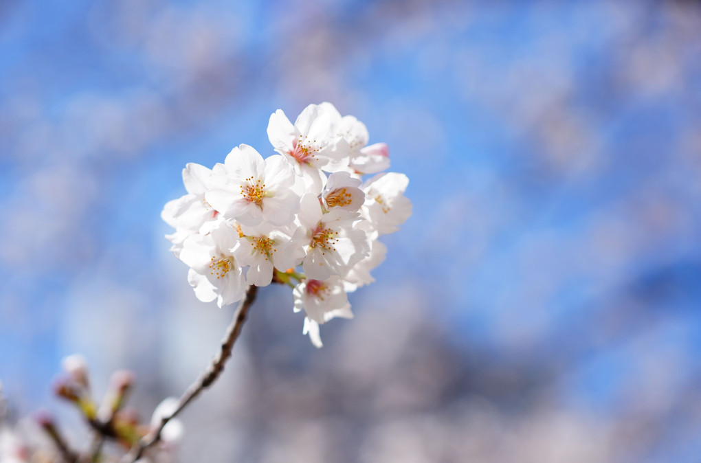 桜（明るい背景）