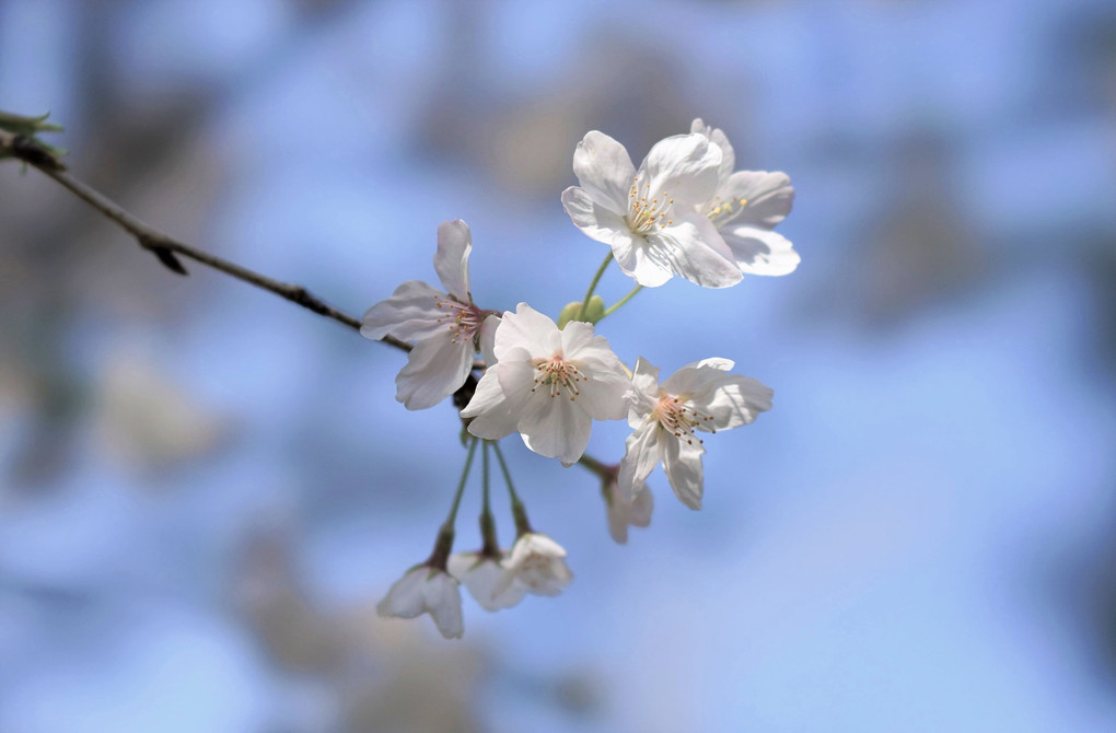 桜（明るい背景2021）